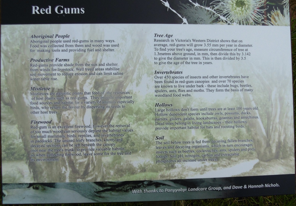 Red Gums - <em>Eucalyptus camaldulensis</em>  &copy; 