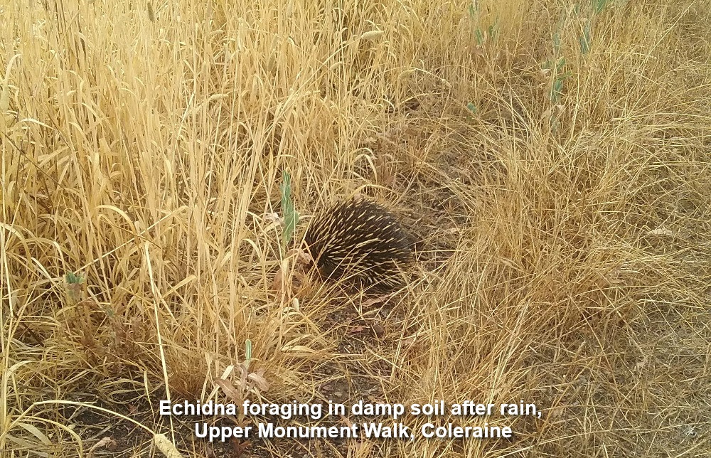 Echidna foraging in damp soil after rain (<em>Tachyglossus aculeatus</em>) Upper Monument Walk, Coleraine &copy; Coralie Coulson